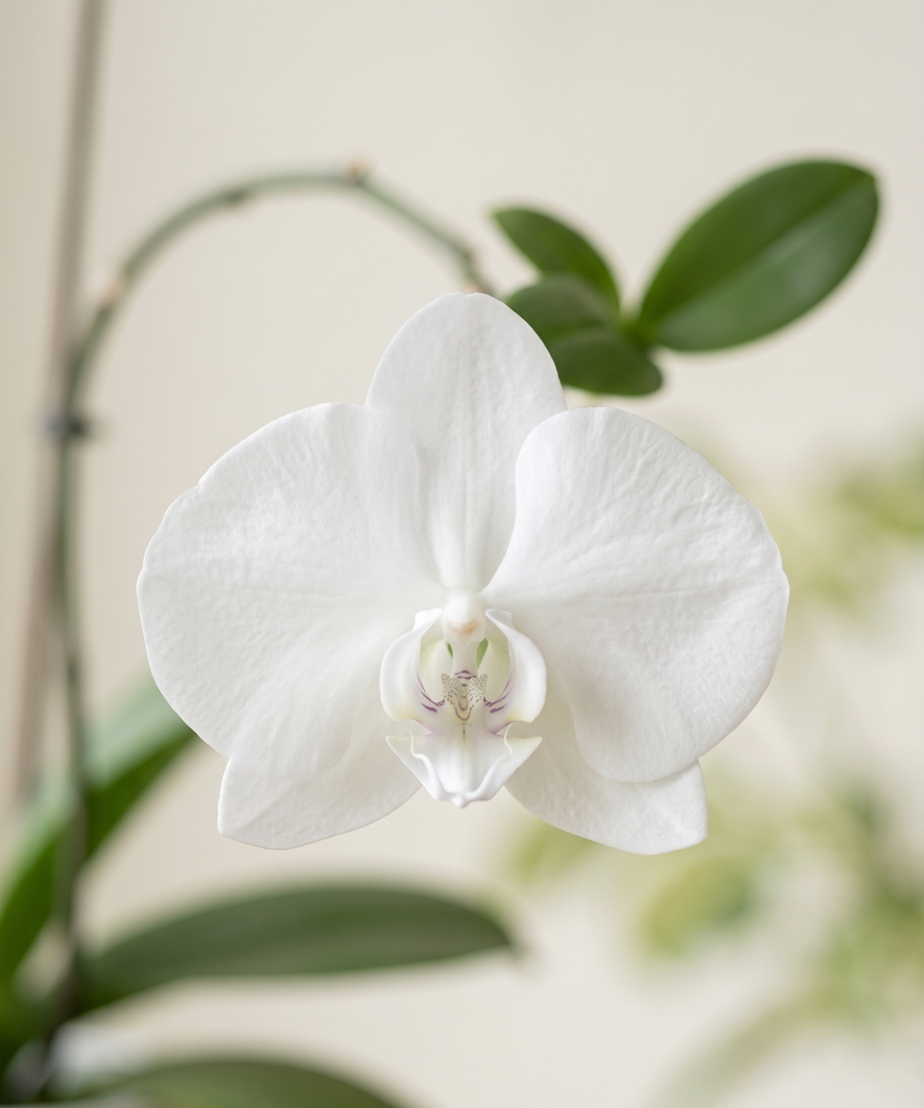 Orchid
